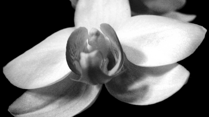 Satellite-KCS-x-Formehri-Case-Study-converted[42]