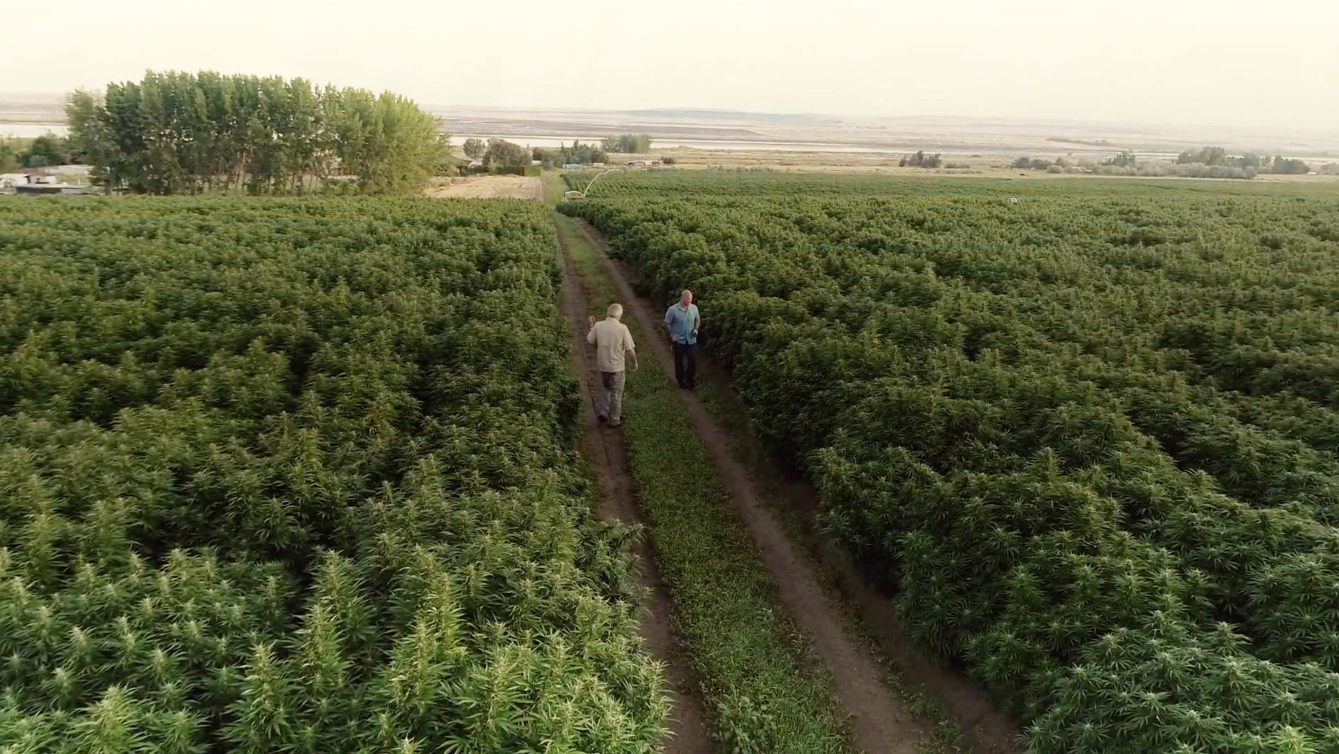 Satellite-Camberwell-Cannabis-Case-Study-converted[47]